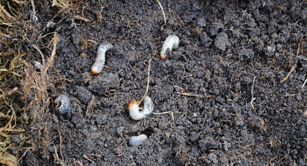 Taking a preventive approach to dealing with grubs is often the most effective control method. Photo: Bayer