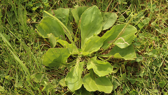 Broadleaf Plantain (Plantago major). Photo courtesy of Corteva Agriscience.