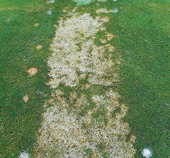 Snow mold damage (Photo: PBI-Gordon Corp.)