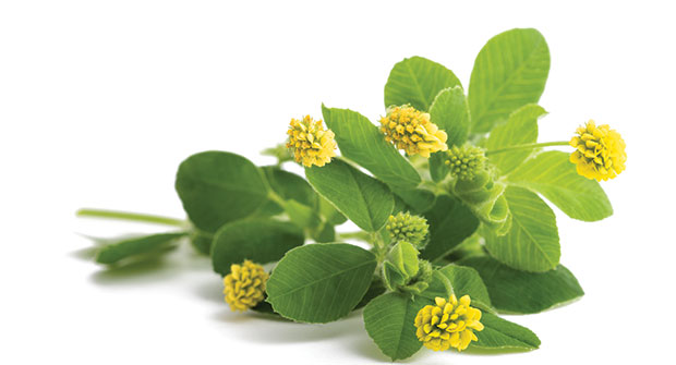 Hop clover (Photo: iStock.com/scisettialfio)