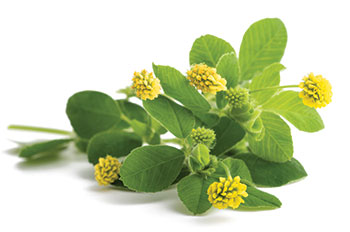 Hop clover (Photo: iStock.com/scisettialfio)