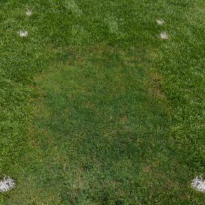 False green kyllinga. Photo: Rutgers Univerity. 