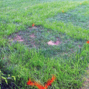 Yellow nutsedge testing at Virginia Tech. Photo: PBI Gordon 