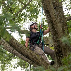 Alex Julius climbs a tree. (Photo courtesy of Davey Tree Expert Co.)