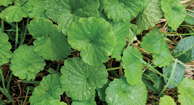Ground ivy (Photo: Nufarm)