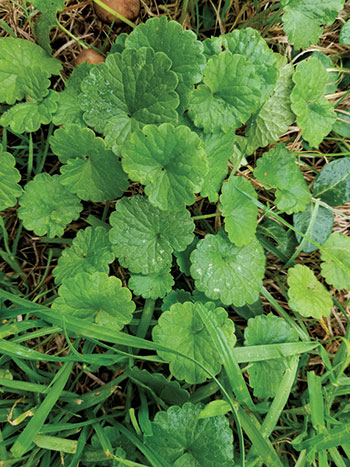 Ground ivy (Photo: Nufarm)