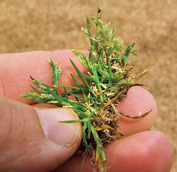 Poa annua (Photo: Bayer)