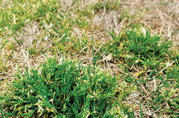 Poa annua (Photo: Bayer)