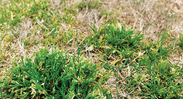 Poa annua (Photo: Bayer)