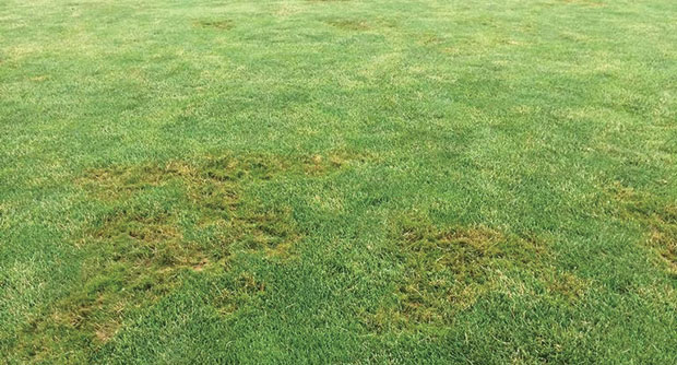 Pythium (Photo: Lee Miller, University of Missouri, Bugwood.org)