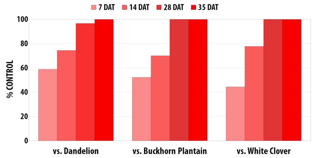 SpeedZone vs. Broadleaf Weeds