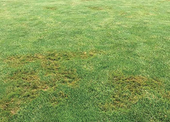 Pythium (Photo: Lee Miller, University of Missouri, Bugwood.org)
