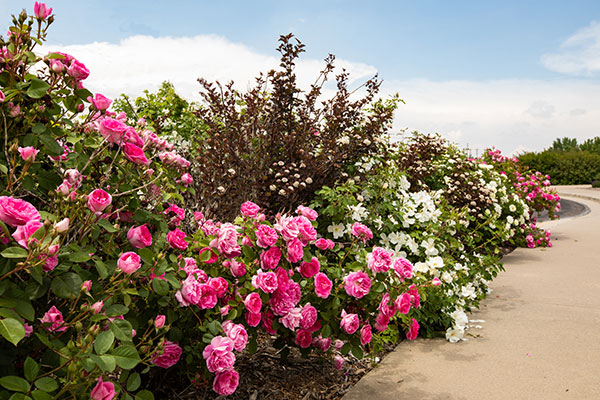 Roses along sidewalk (Photo: Bryan Grant, Pixil Studio Photography)