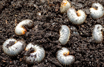 Grubs in soil (Photo: Omaha Organics)