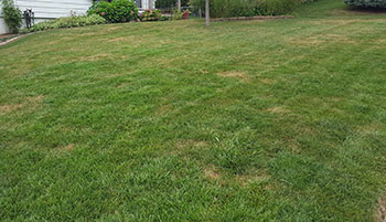 Grub-infested lawn (Photo: Omaha Organics)