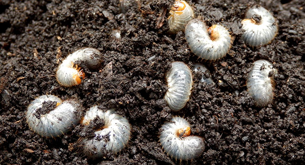 Grubs in soil (Photo: Omaha Organics)