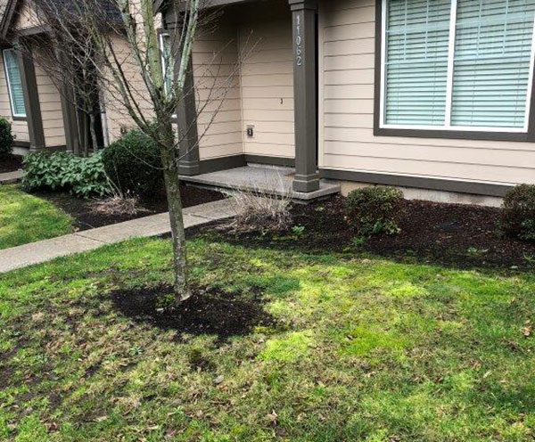 Tree in unsightly lawn (Photo: Octavio Gonzalez, Pacific Landscape Management)