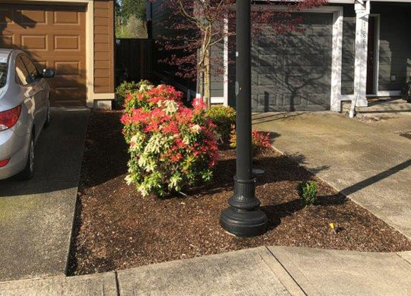Sustainable landscape bed (Photo: Octavio Gonzalez, Pacific Landscape Management)