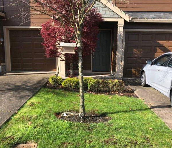 Tree on damaged lawn (Photo: Octavio Gonzalez, Pacific Landscape Management)