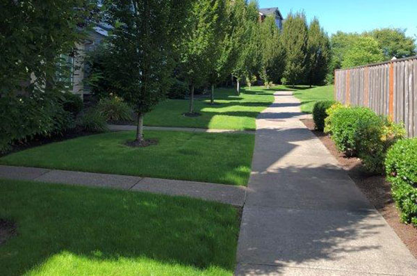Renovated turf areas (Photo: Octavio Gonzalez, Pacific Landscape Management)