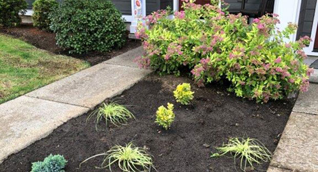Sustainable plant bed (Photo: Octavio Gonzalez, Pacific Landscape Management)
