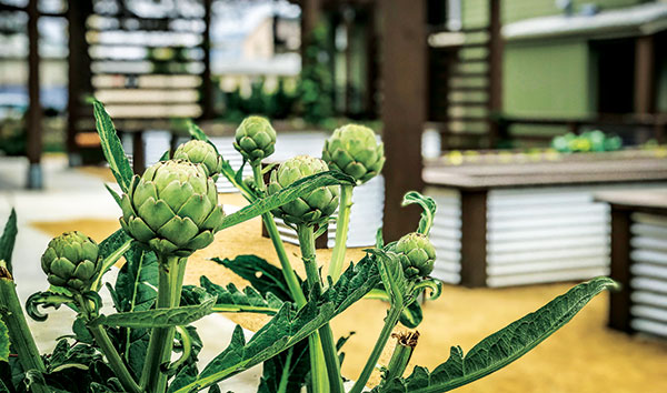 Blooming artichoke (Photo: Pacific Coast Land Design)