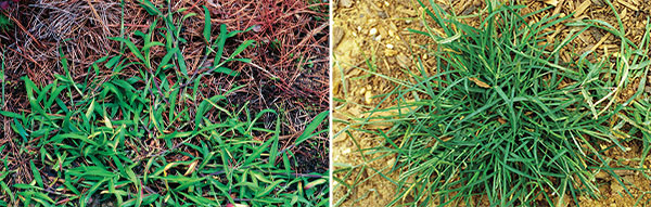 crabgrass and goosegrass (Photos: James H. Miller & Ted Bodner, Southern Weed Science Society, Bugwood.org; John D. Byrd, Mississippi State University, Bugwood.org)