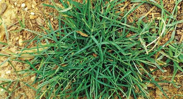 Goosegrass (Photo: John D. Byrd, Mississippi State University, Bugwood.org)
