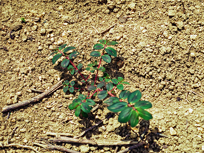 Photo courtesy of John D. Byrd, Mississippi State University, Bugwood.org