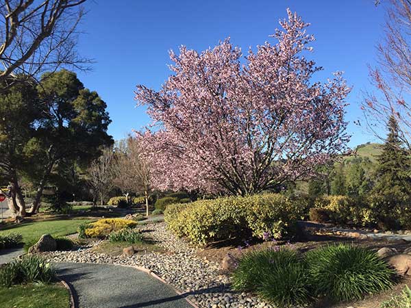 A shot of the 1,800-acre Rossmoor HOA, maintained, in part by 402 ETWater controllers. (Photo: LM Staff)