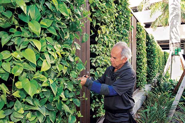 Green wall project (Photo: AgroSci)