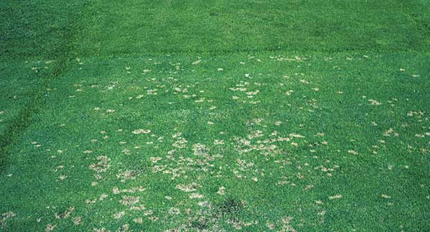 Dollar spot (Photo: Kevin Mathias, Bugwood.org)
