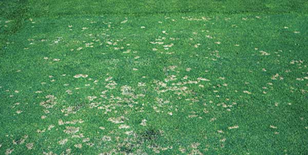 Dollar spot (Photo: Kevin Mathias, Bugwood.org)