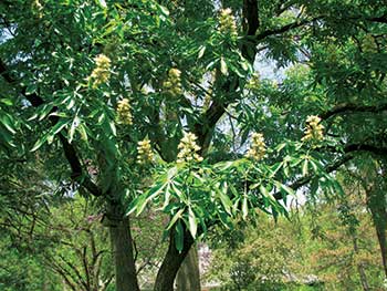 Flowering tree (Photo: John C. Fech)