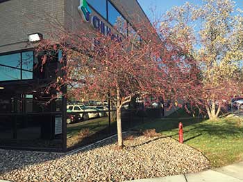 Tree located near a building (Photo: John C. Fech)