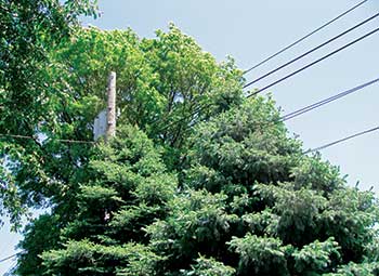 Tree near power line (Photo: John C. Fech)