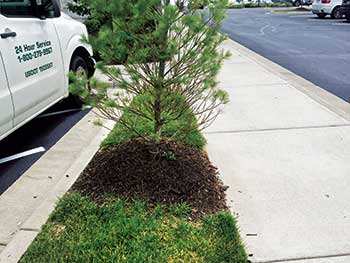 Tree planted too close to sidewalk (Photo: John C. Fech)