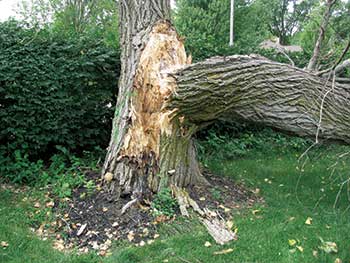 Tree in decay (Photo: John C. Fech)