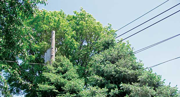 Tree near power line (Photo: John C. Fech)