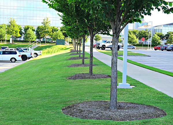 Landscape maintenance project (Photo: Superscapes)