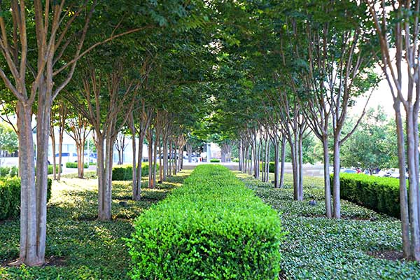 Landscape maintenance project (Photo: Superscapes)