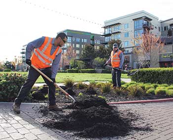 Essential workers mulching (Photo: LM Staff)