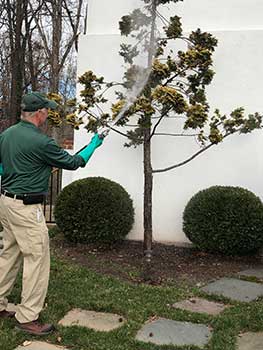 Technician spraying tree (Photo: Virginia Green Lawn Care)