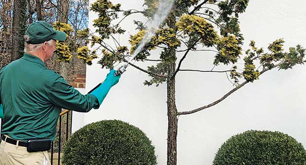 Technician spraying tree (Photo: Virginia Green Lawn Care)