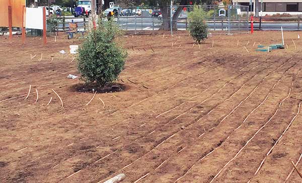 Irrigation renovation project (Photo: Gachina Landscape Management)