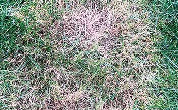Large/brown patch (Photo: GrassMasters)