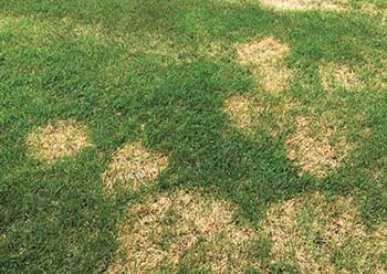Large patch (Photo: GrassMasters)