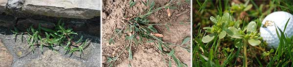 L to R: Doveweed, knotweed, purslane (Photos: Bayer, Dean Mosdell, Ph.D., Bayer)