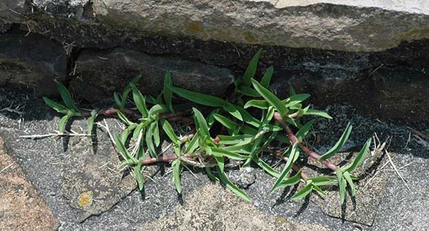 Doveweed (Photo: Bayer)