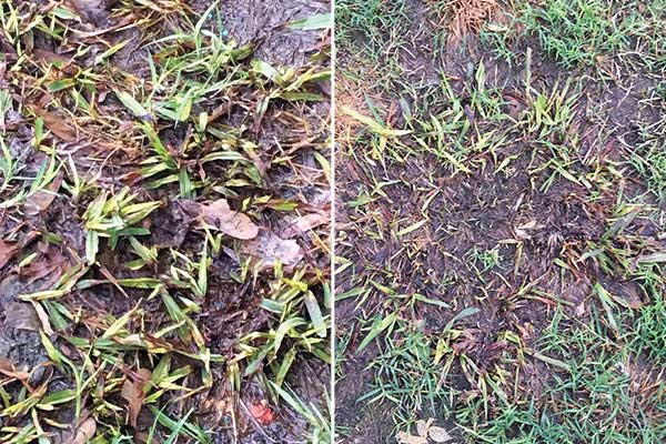 Dallisgrass trial (Photo: Ryan Lawn & Tree)